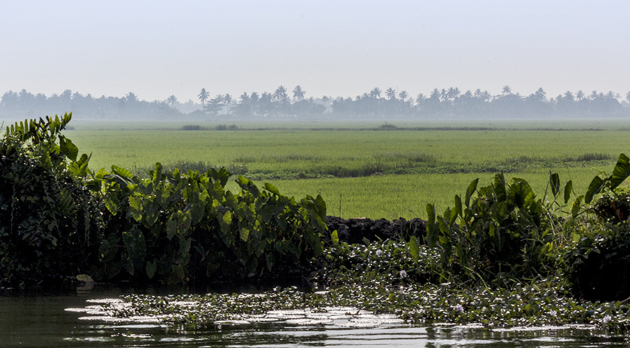 Rice Field from Lake-Allepey